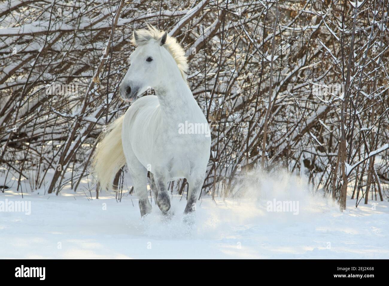 White horse runs gallop in paddock on the snowy bushes background Stock Photo