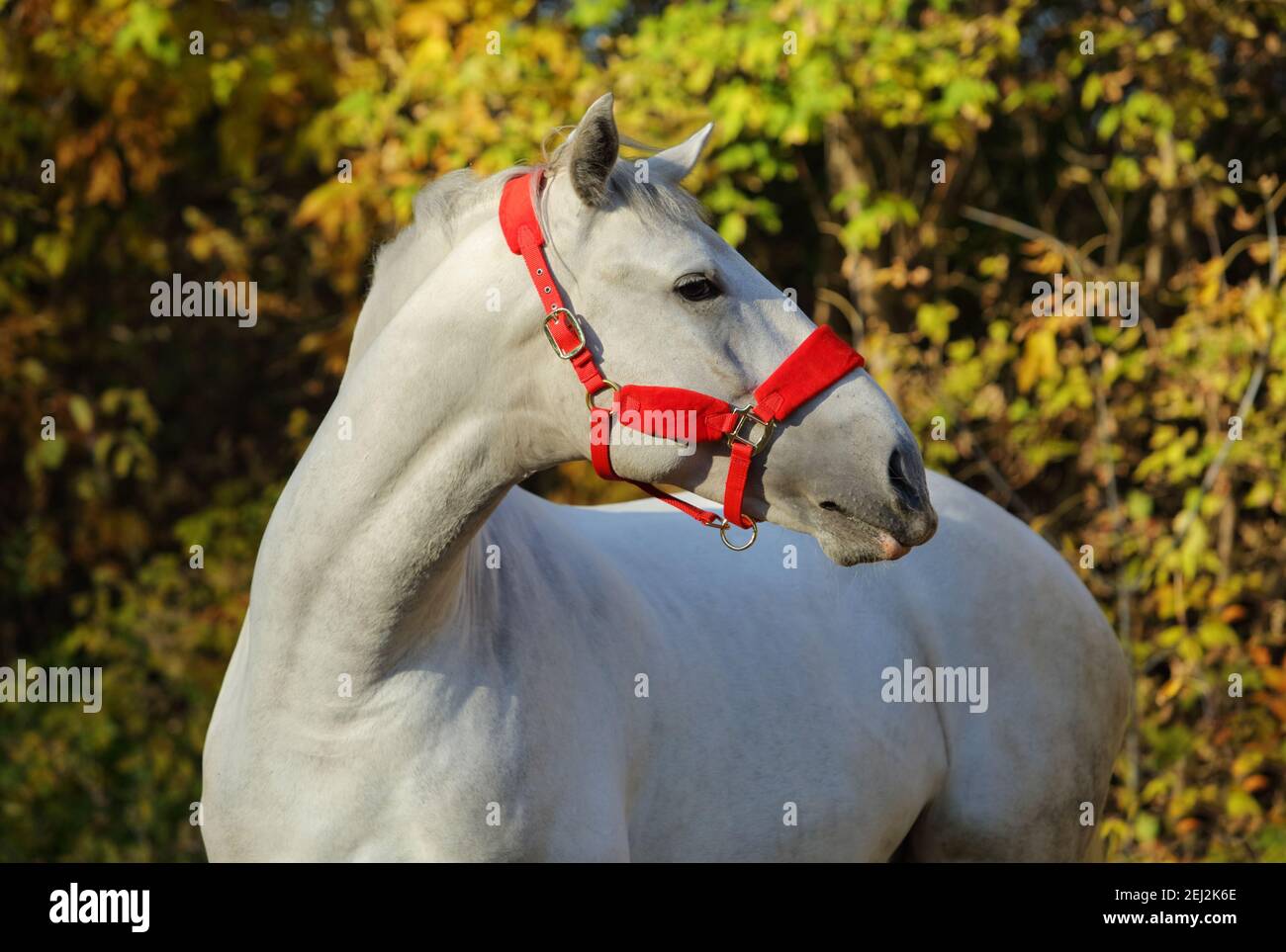 White horse into forest ranch in autumn evening Stock Photo