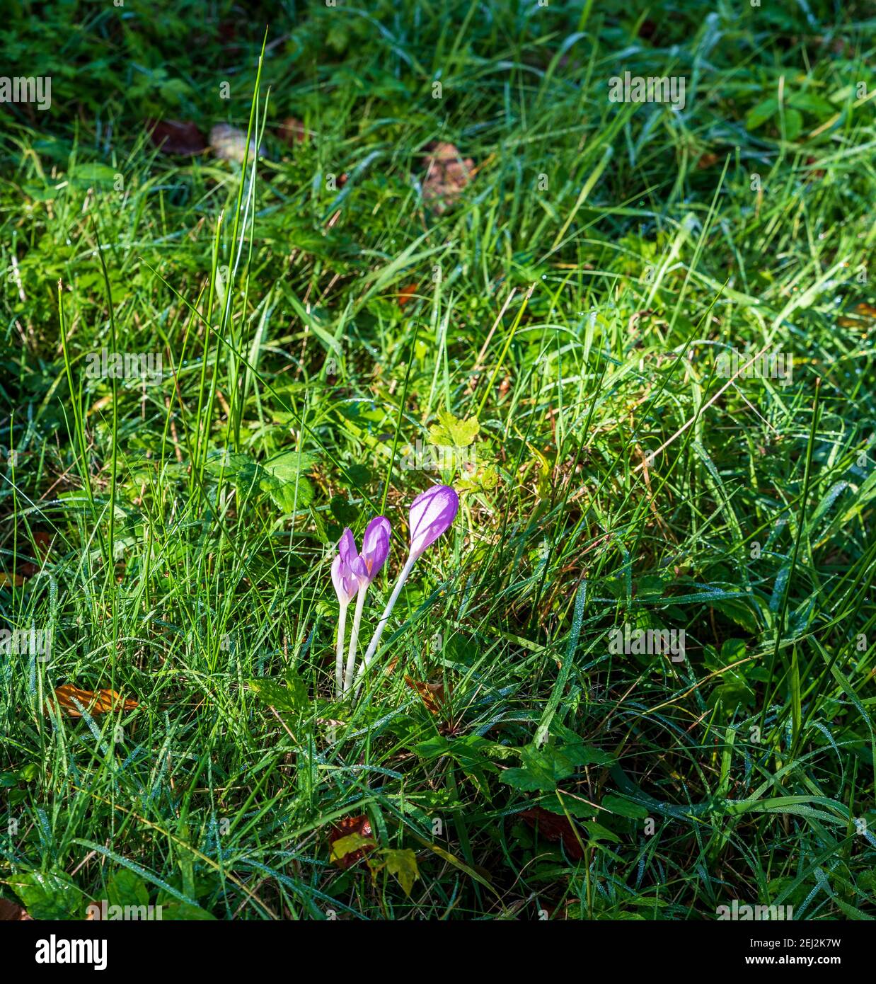 isolated three autumn crocus flowers on grass in Moravskoslezske Beskydy mountains in Czech republic Stock Photo