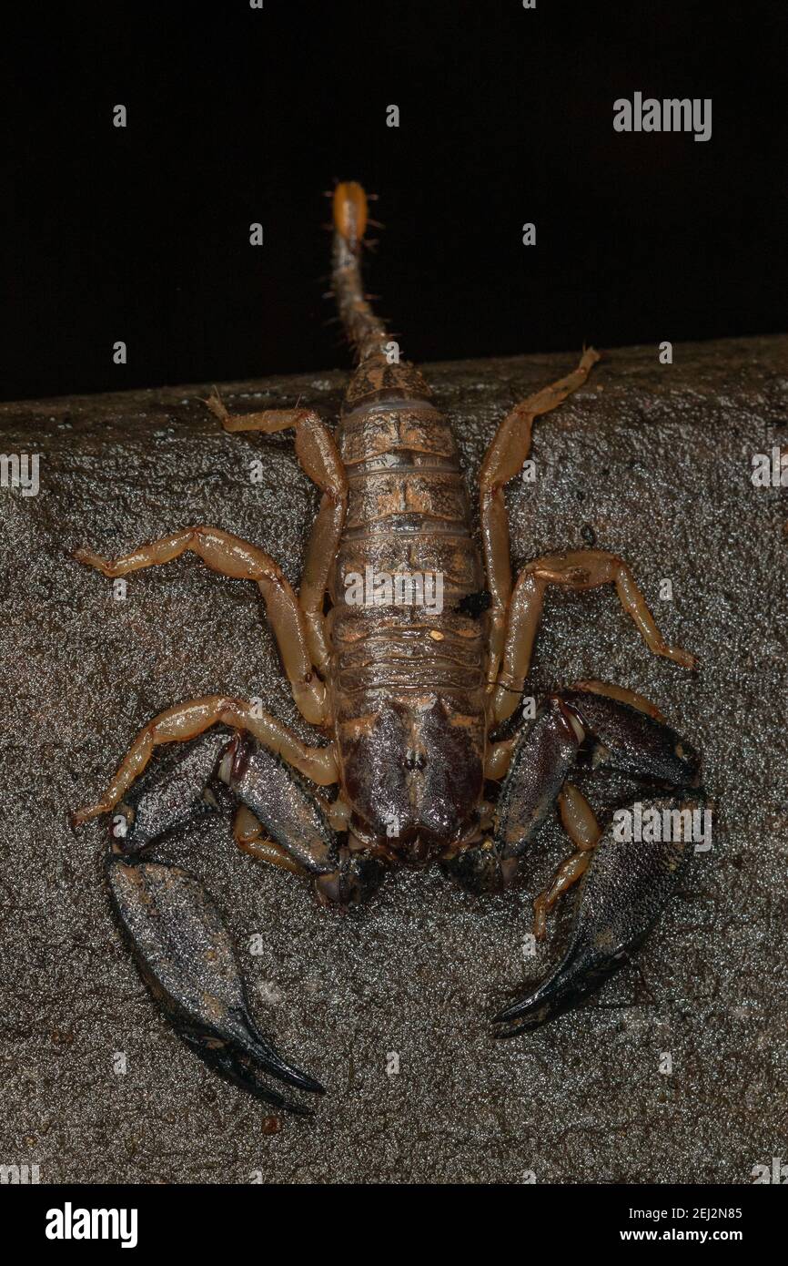 Rainforest scorpion (Hormurus waigiensis) resting on a wet log. Kuranda, Queensland, Australia. Stock Photo