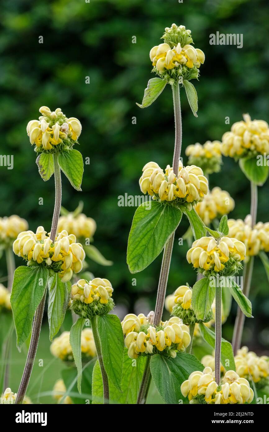 Phlomis russeliana - Turkish sage, Jerusalem Sage. Synonyms; Phlomis samia, Phlomis viscosa. whorls of tubular, pale-yellow hooded flowers Stock Photo