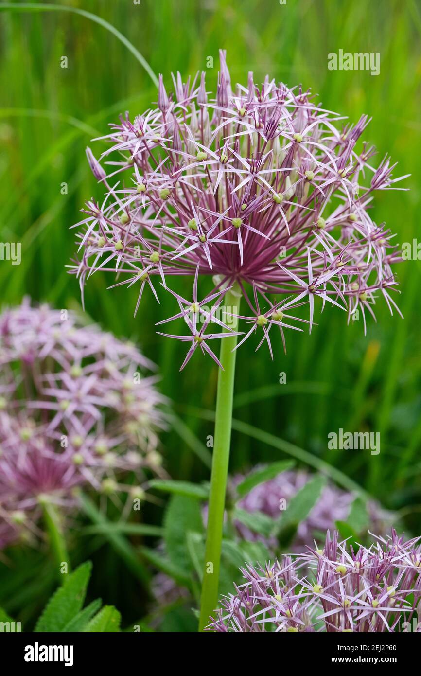 Large globe of star-shaped, pinkish-purple flowers of Allium cristophii. Star of Persia. Persian onion. Allium christophii Stock Photo