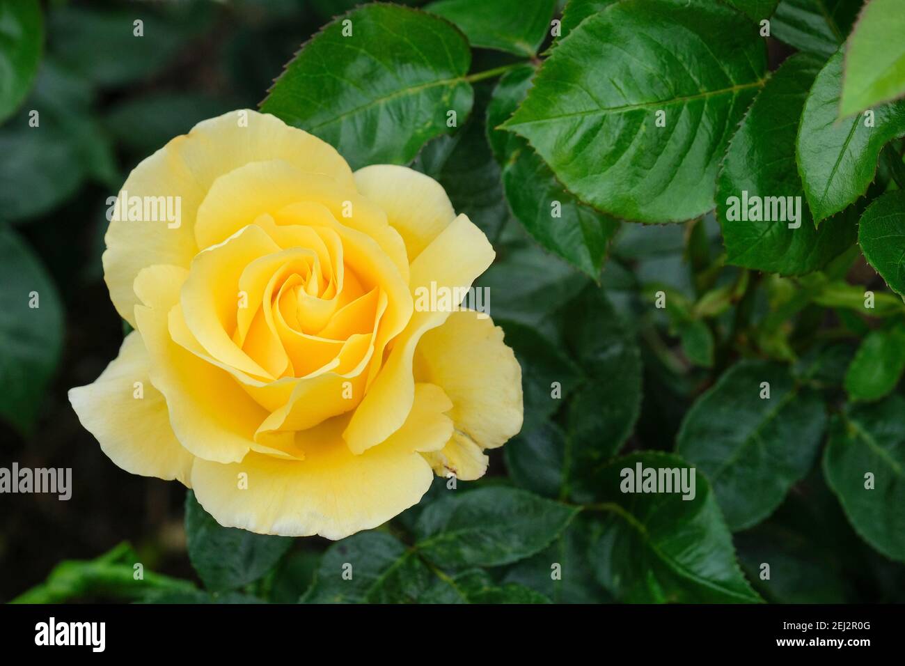 Rosa 'Glorious' also known as rosa 'Interictira', Rose 'Glorious', Hybrid tea rose 'Glorious', Rose 'Interictira', Rosa 'Auguste Victoria' Stock Photo