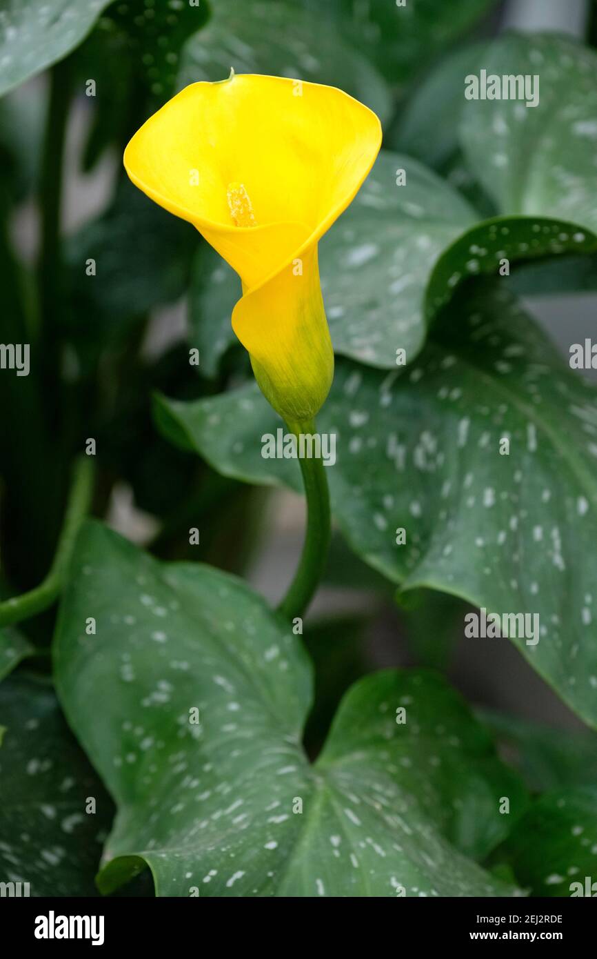 zantedeschia albomaculata Yellow form . Calla Lily Arum Lily