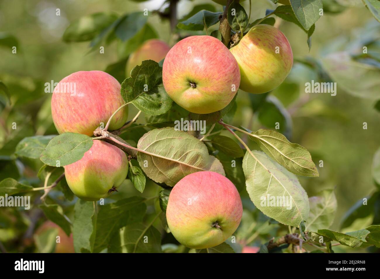 Malus domestica melba hires stock photography and images Alamy