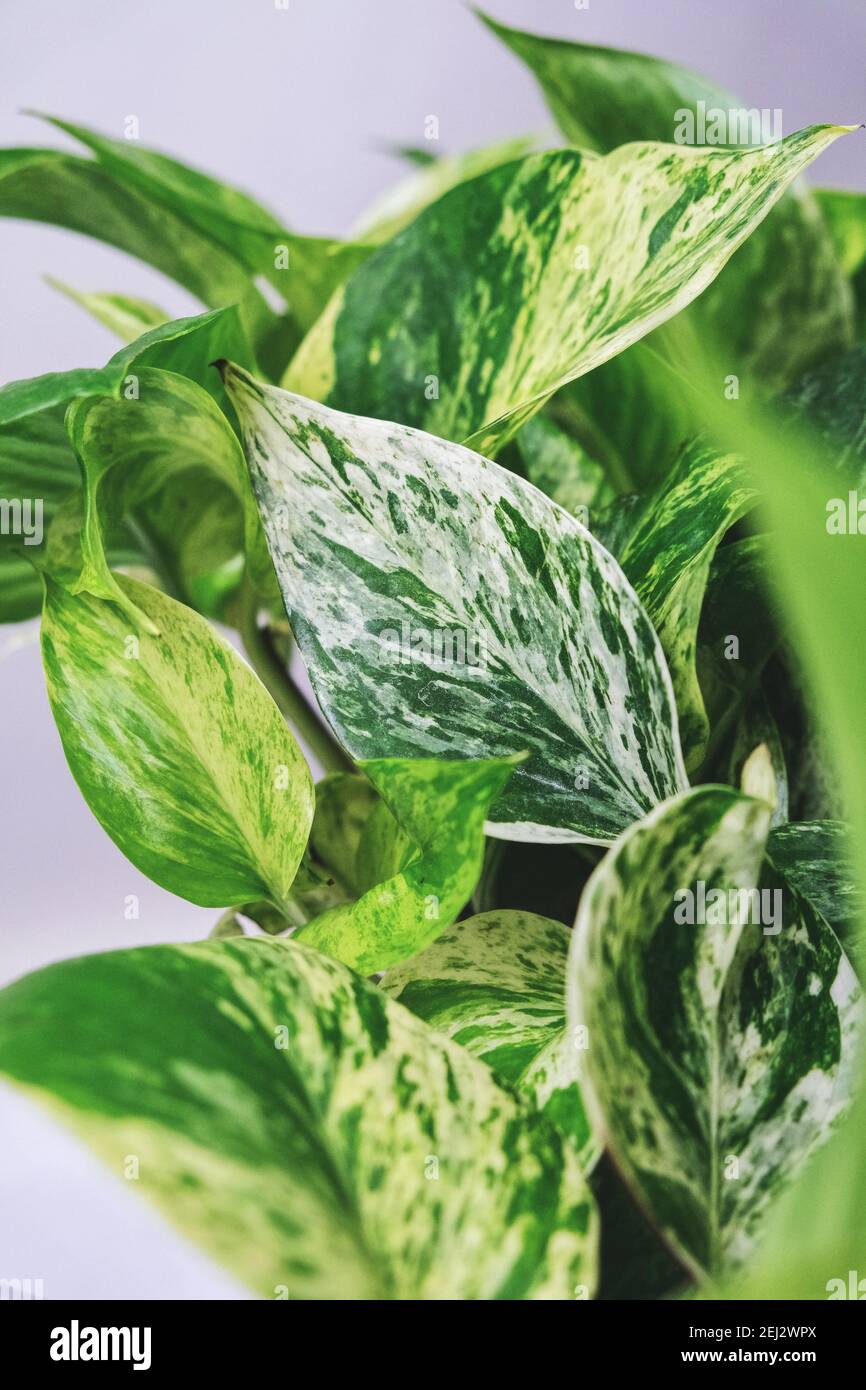 dracena lemon lime Dracaena Lemon Lime