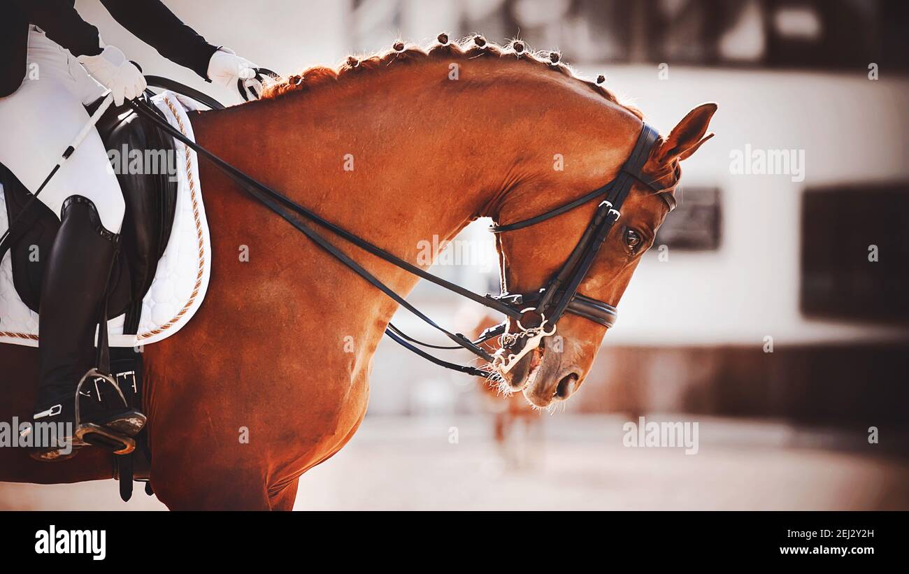 Equestrian horse arched neck hires stock photography and images Alamy