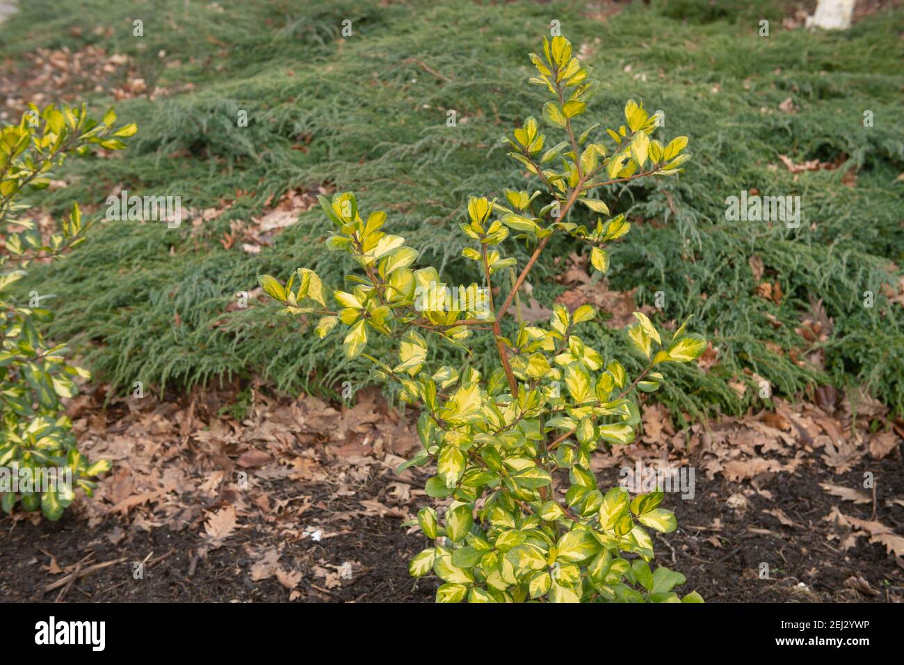 Lush Green Winter Foliage of a Young Evergreen Hybrid Highclere Holly (Ilex x altaclrensis) Growing in a Herbaceous Border in a Garden in Rural Devon Stock Photo