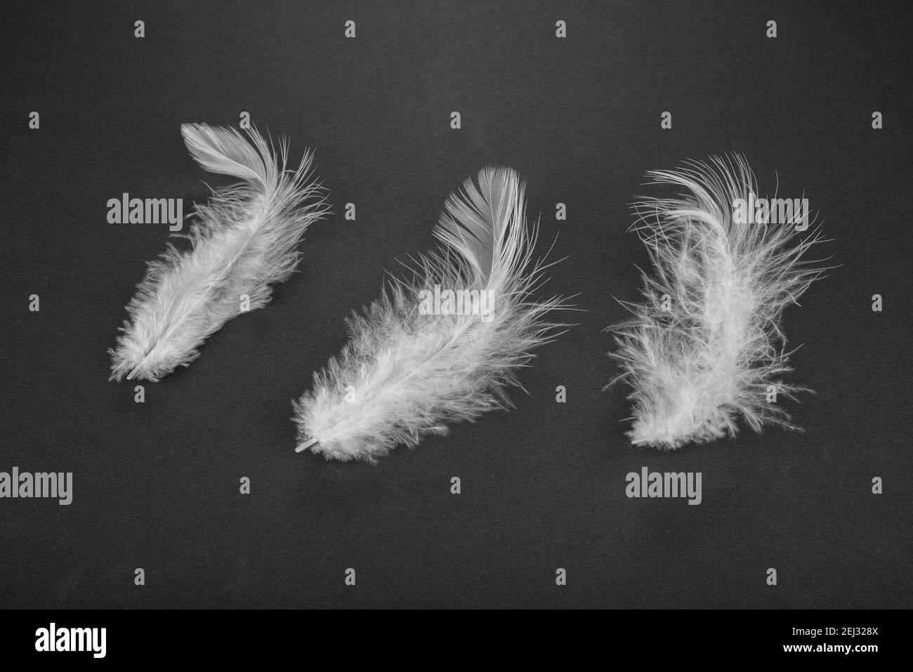 Feather from a bird on a black background Stock Photo