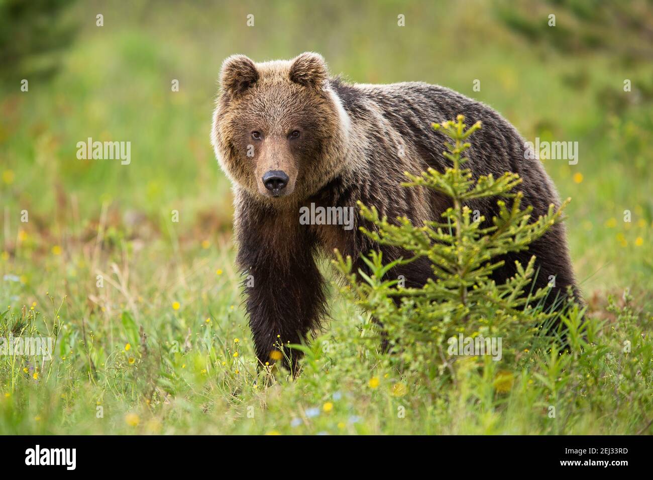 Brown bear standing in forest in summertume nature Stock Photo - Alamy