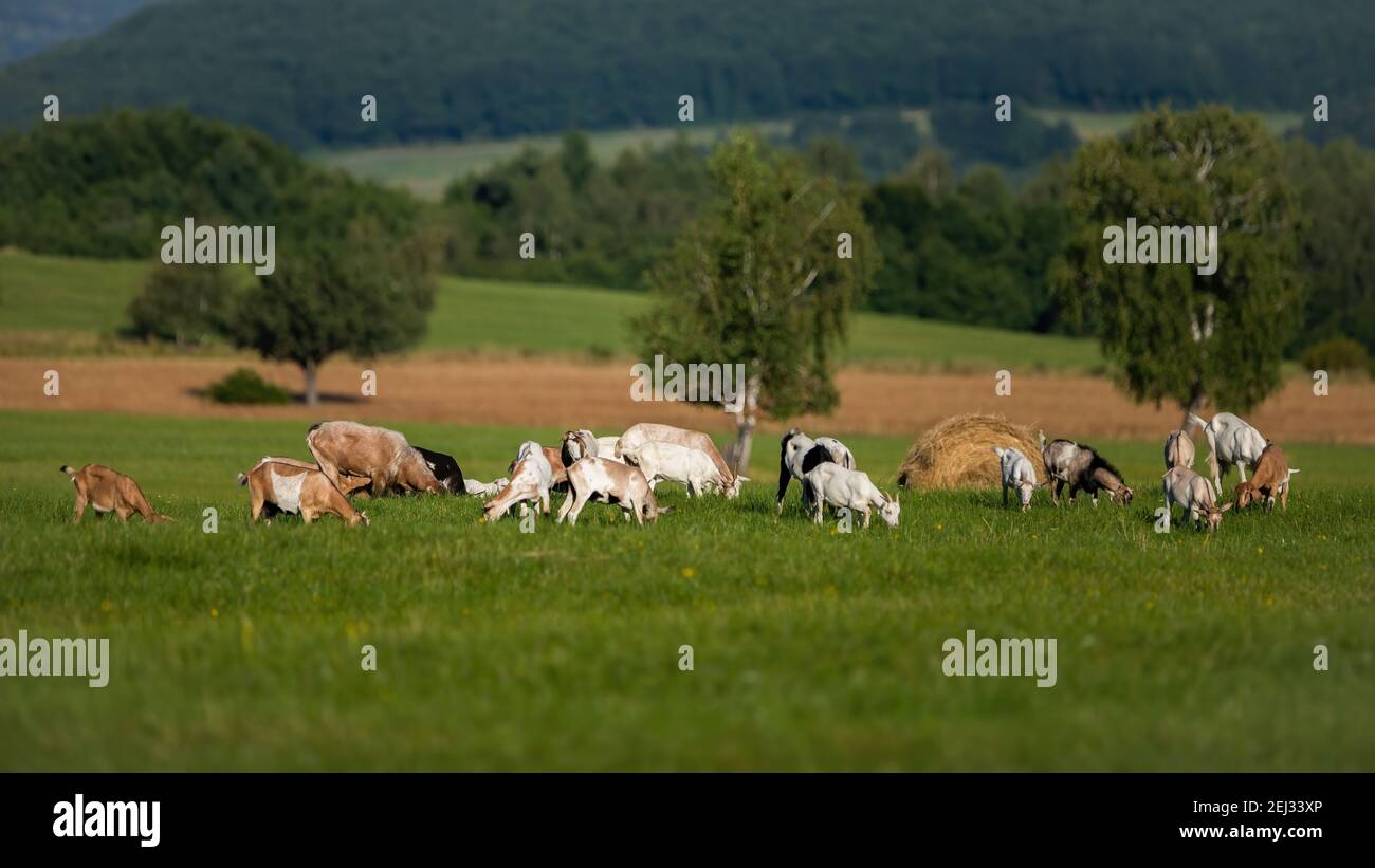 Domestic goats grazing on green meadow near bio farm in summer. Stock Photo