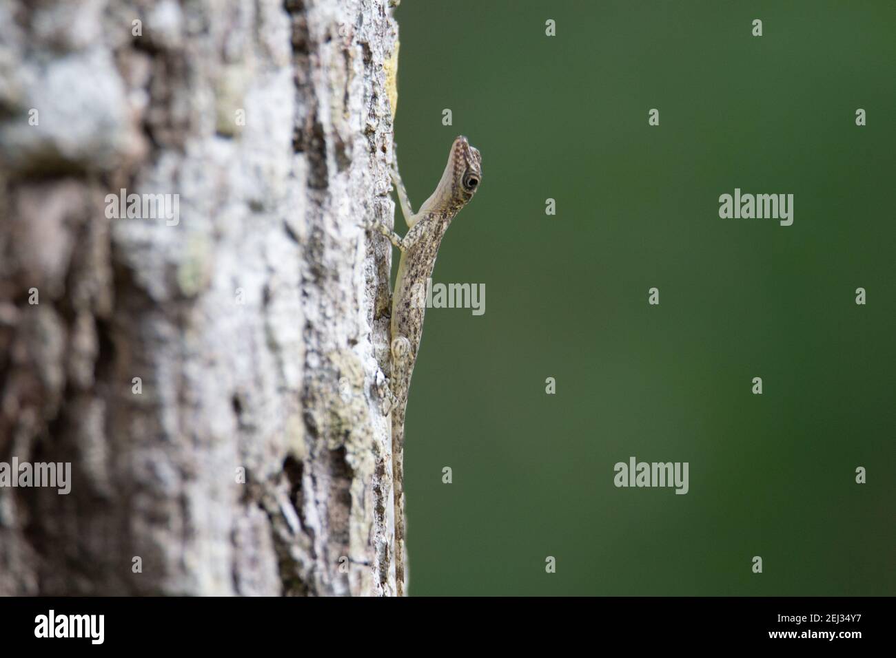 grey lizard on a grey tree with a natural green background in Cuba Stock Photo