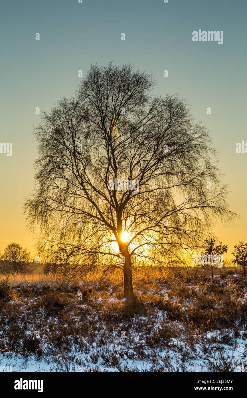 Sunset during winter with snow in Naitonal park Veluwe Netherlands Stock Photo