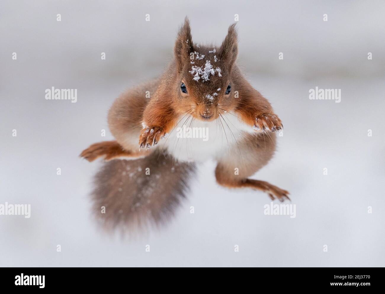 Red Squirrels leaps towards the camera on a winters day, white snow background and snow on the Squirrels head Yorkshire wildlife Stock Photo