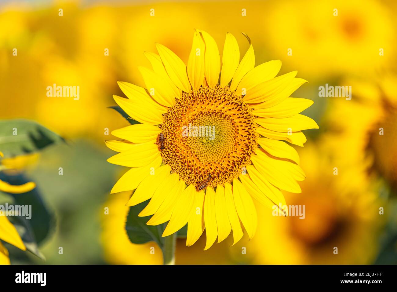 Yellow sunflowers close up. Field of sunflowers, beautiful nature rural ...