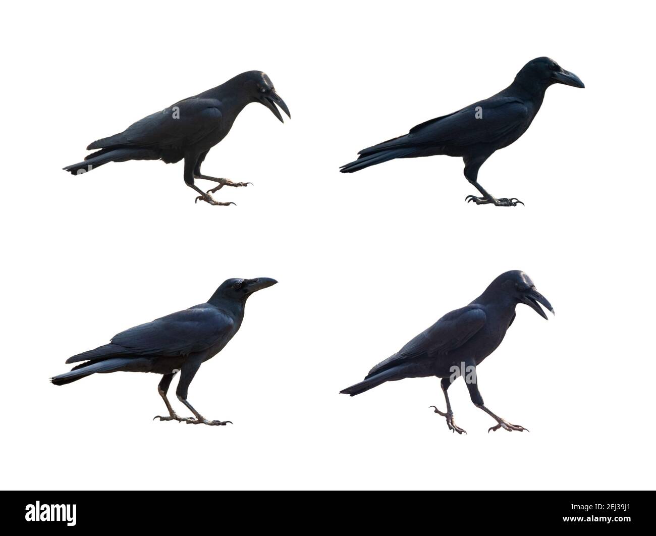 Image of crows isolated on white background. Birds. Wild Animals. Stock Photo
