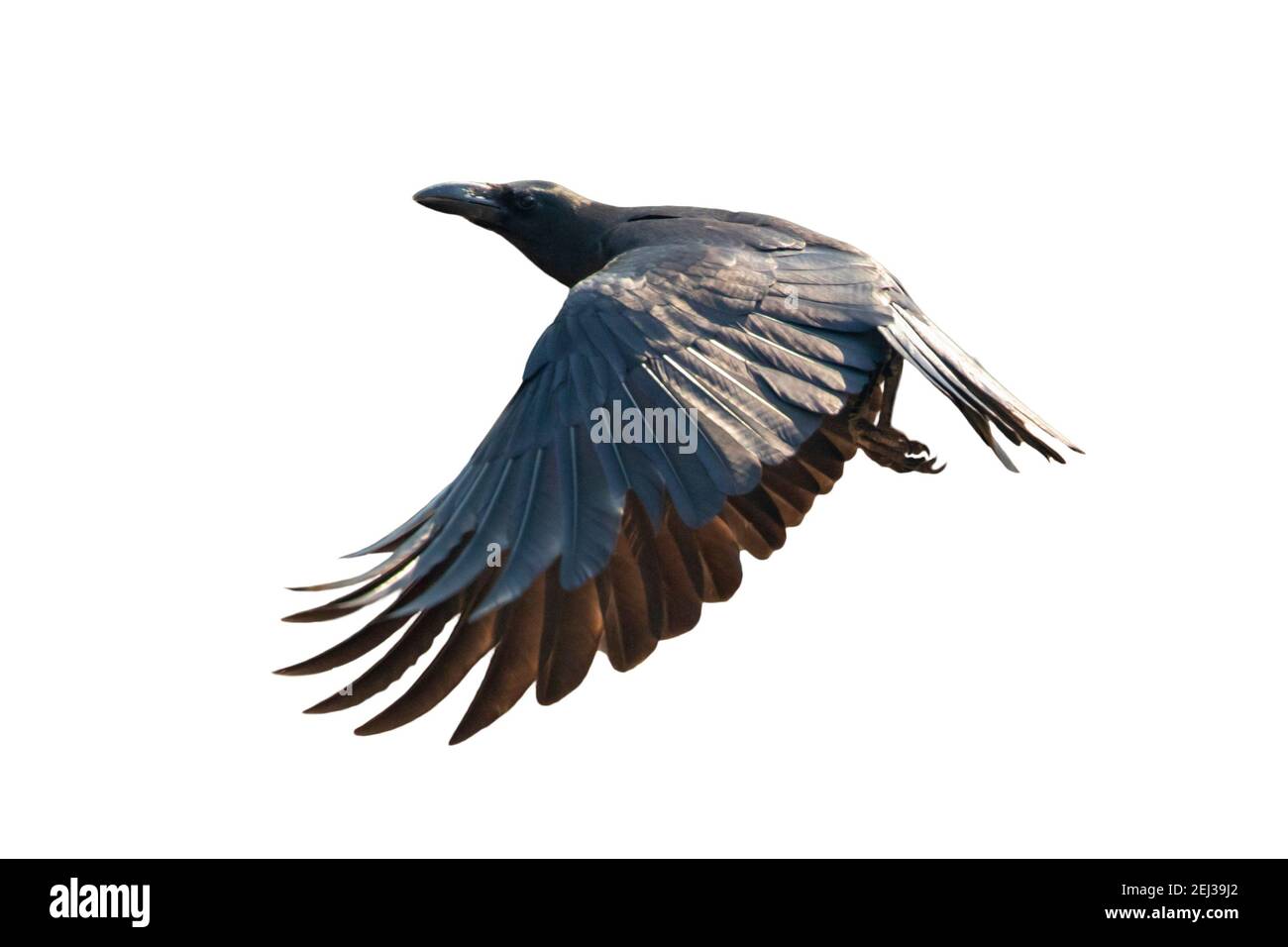 Image of a crow flapping its wings isolated on white background. Birds. Wild Animals. Stock Photo