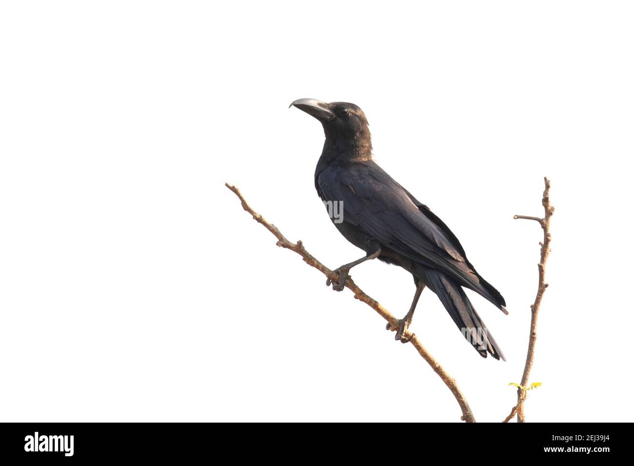 Image of crows on a branch isolated on white background. Birds. Wild Animals. Stock Photo