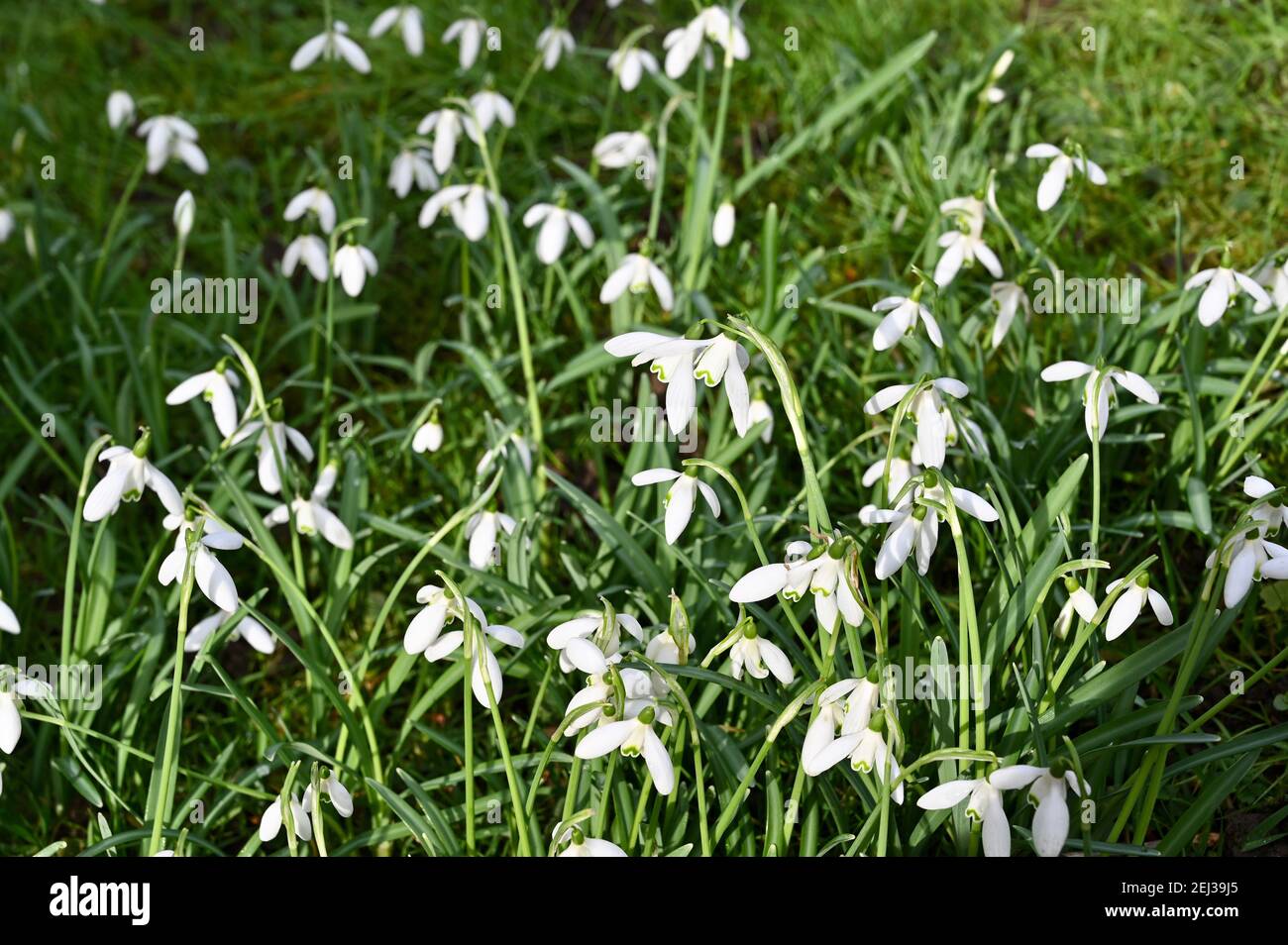 Snowdrops, Foots Cray Meadows, Sidcup, Kent. UK Stock Photo