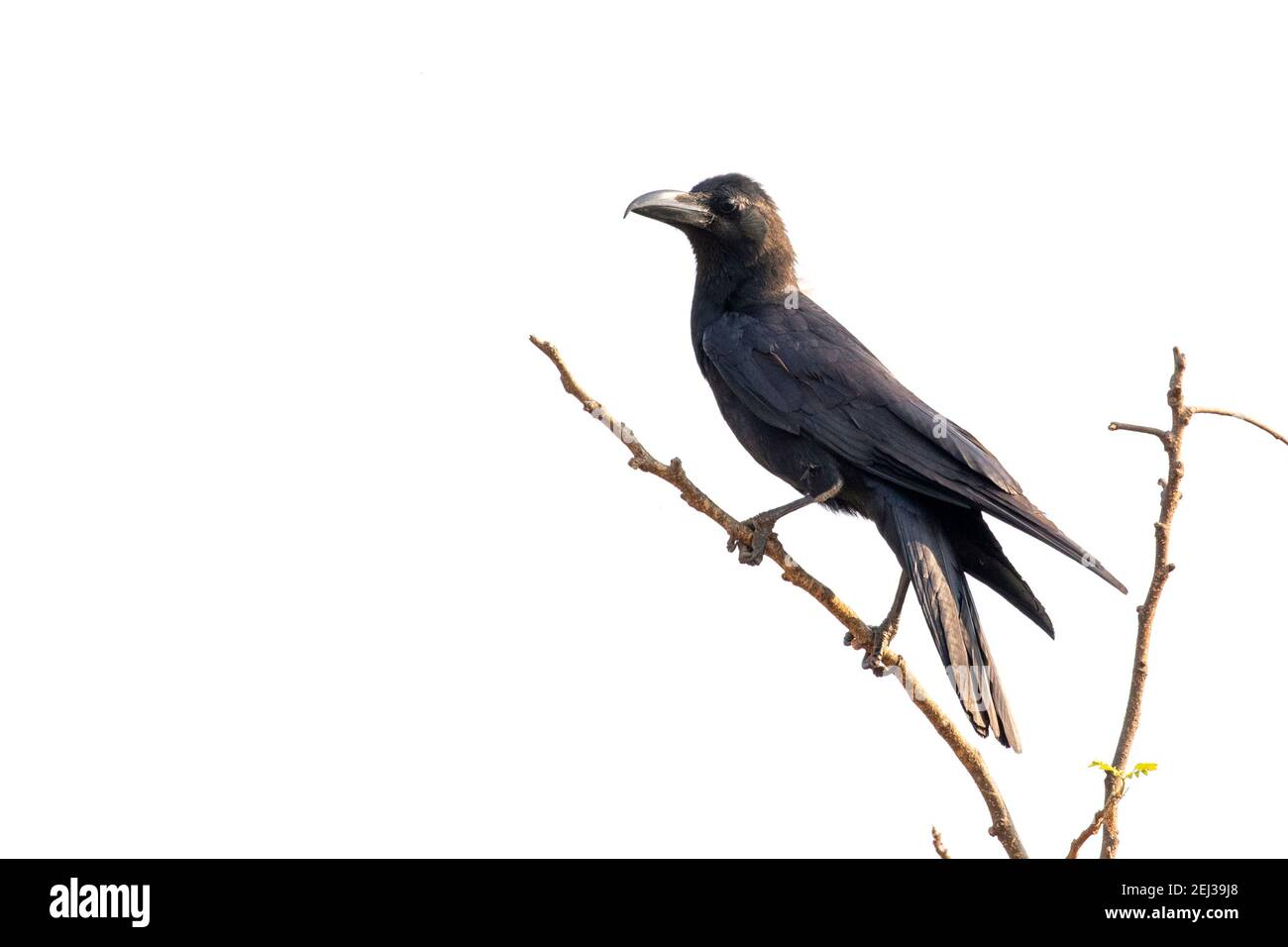 Image of crows on a branch isolated on white background. Birds. Wild Animals. Stock Photo