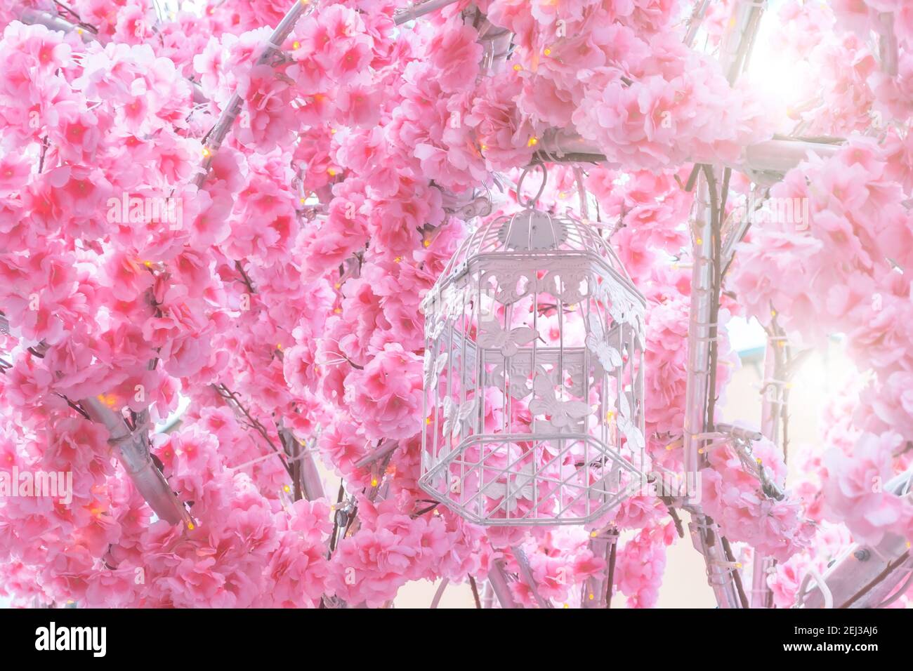 Pink large flowers blooming of the sakura tree on the branches blossom. Cage for birds with butterflies Stock Photo