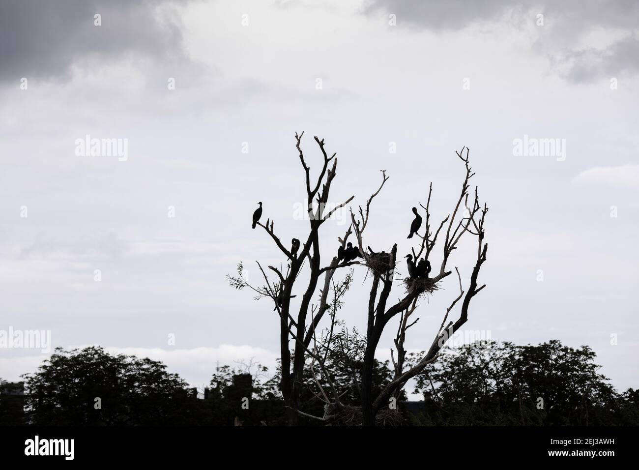 Black Cormorant on a tree in Copenhagen city, Denmark Stock Photo - Alamy