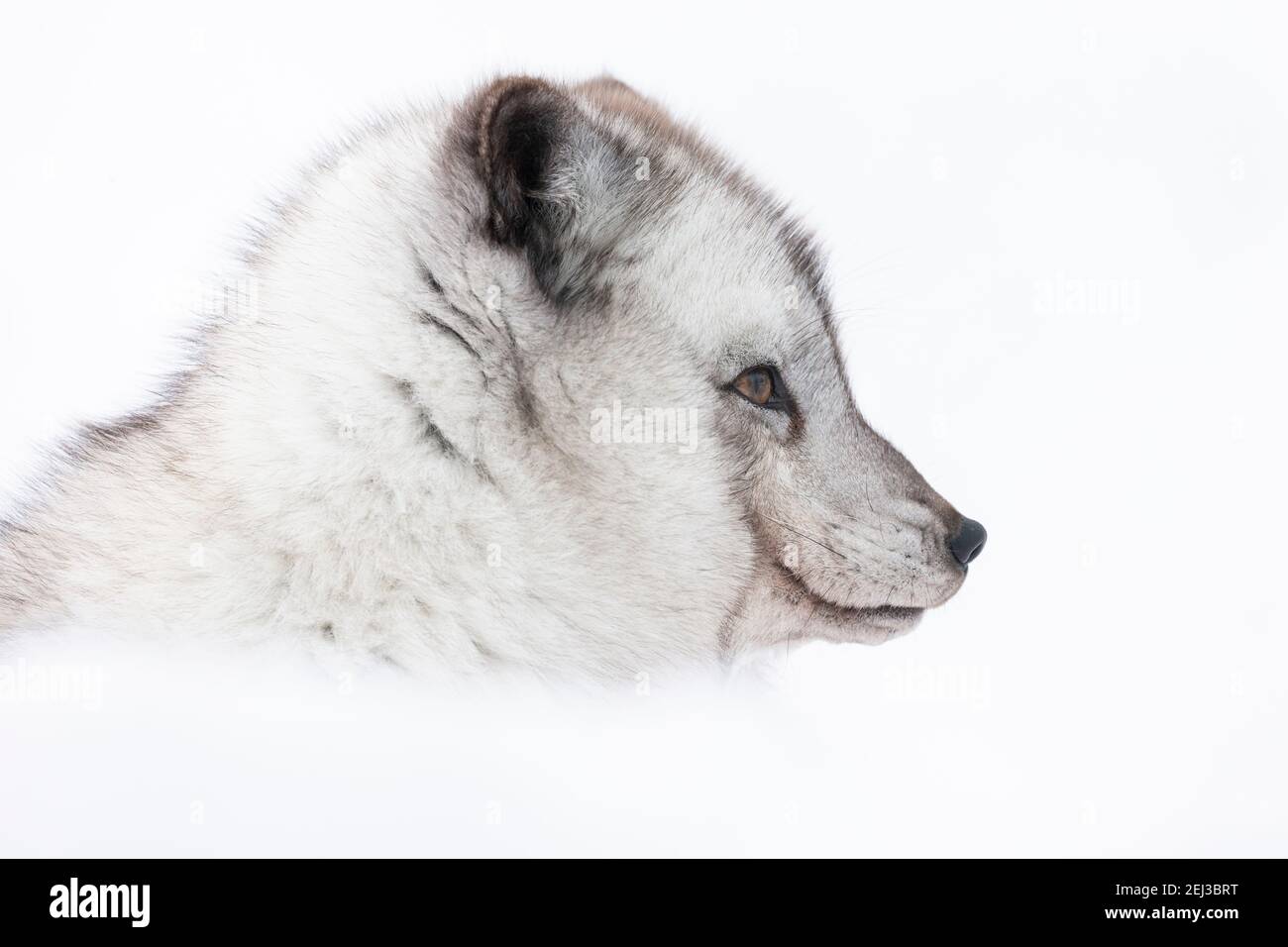 Arctic fox vixen (Vulpes lagopus), captive, Highland Wildlife Park, Kingussie, Scottish Highlands, UK Stock Photo