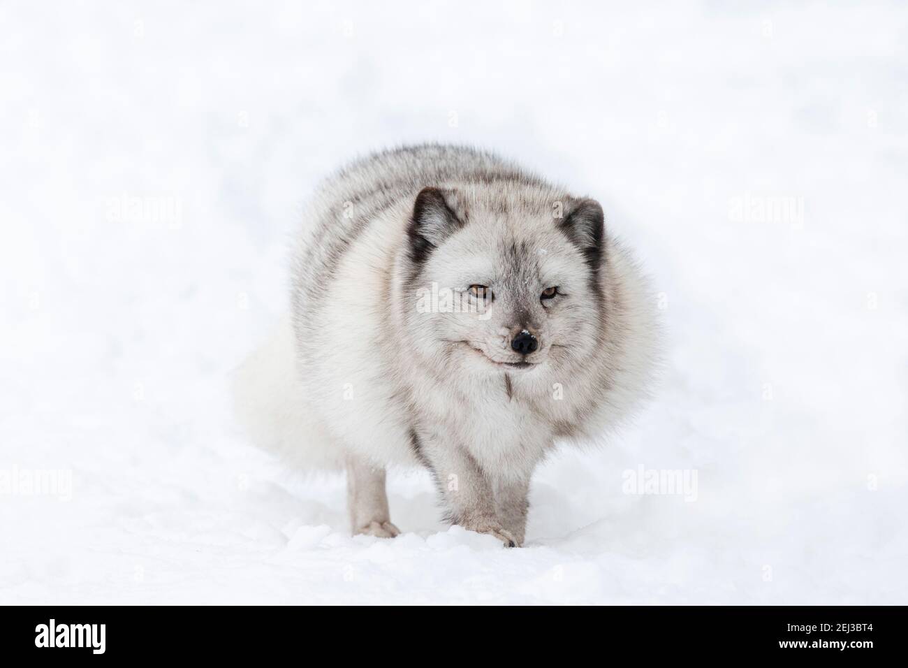 Arctic fox vixen (Vulpes lagopus), captive, Highland Wildlife Park, Kingussie, Scottish Highlands, UK Stock Photo