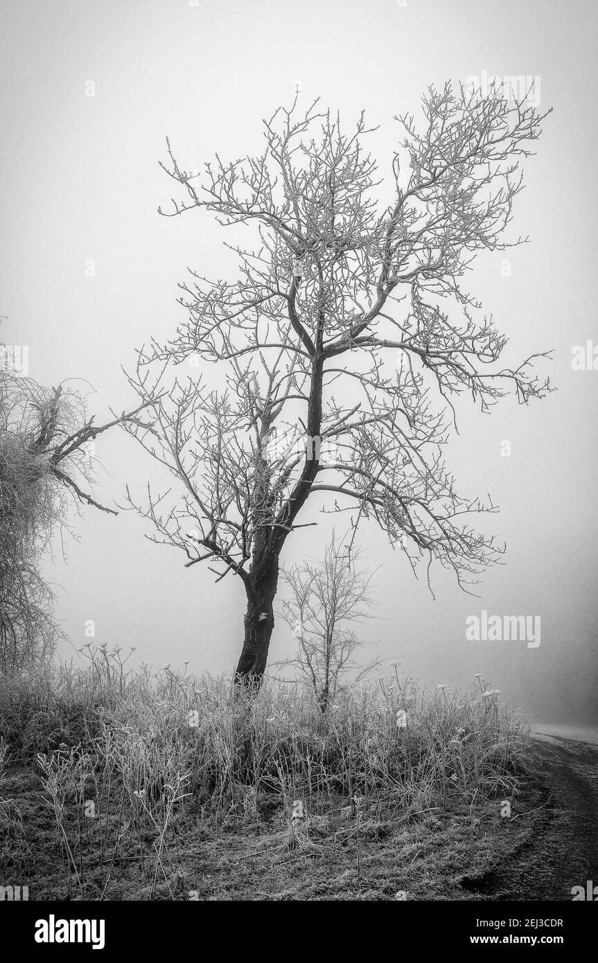 Frost covered tree on foggy winter's day Stock Photo - Alamy