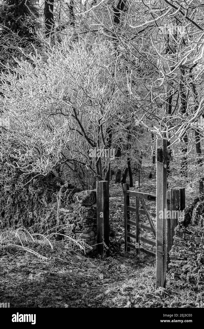 Frost covered gate in woodland Stock Photo