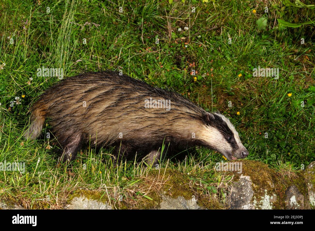 Badger (Meles meles) at night, Arran., Scotland, UK Stock Photo