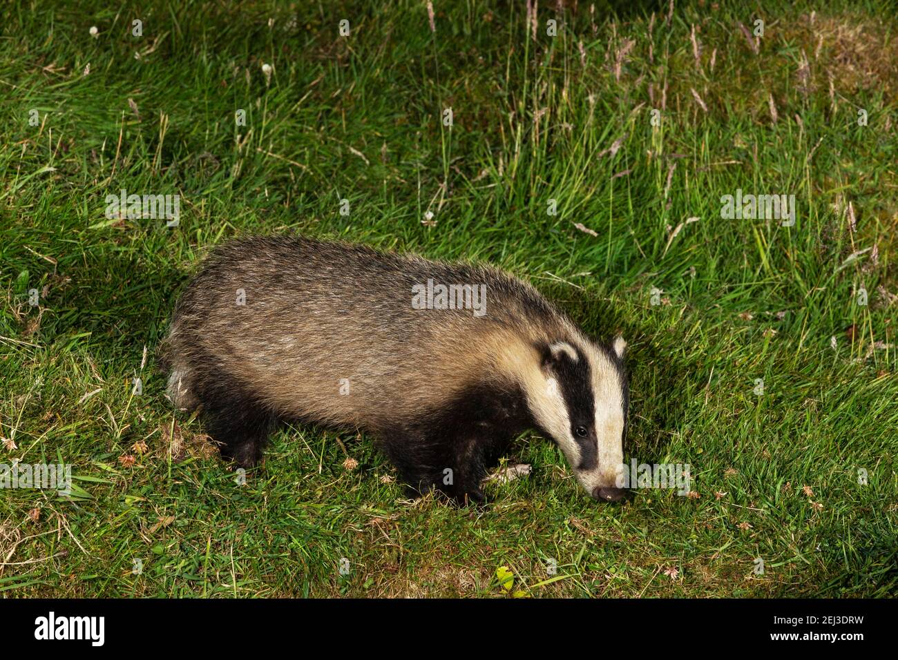 Badger (Meles meles) at night, Arran., Scotland, UK Stock Photo