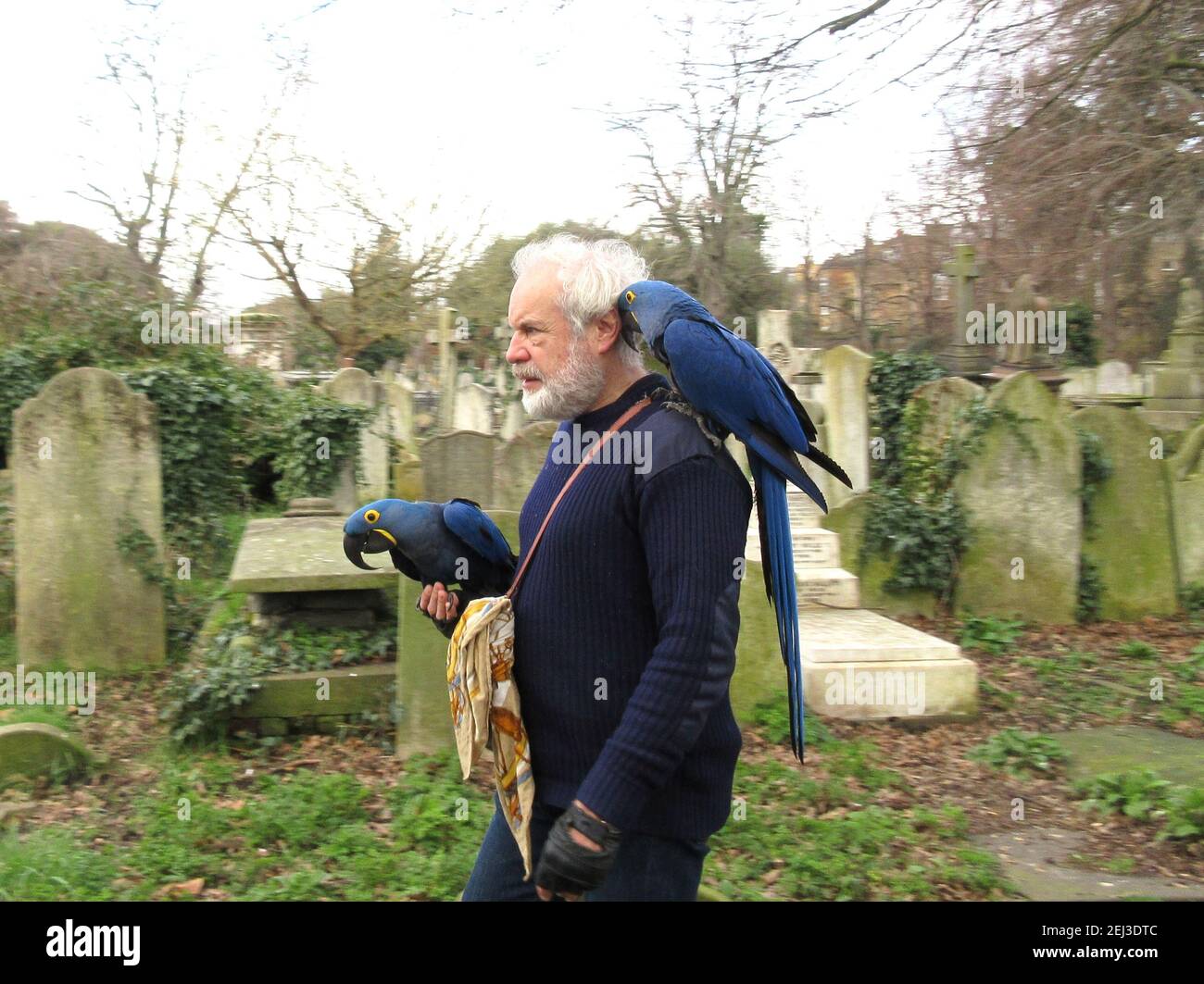London, UK. 21st Feb, 2021. A man takes his parrots for a Lockdown Sunday walk in Brompton cemetery.London.UK . Credit: Brian Minkoff/Alamy Live News Stock Photo