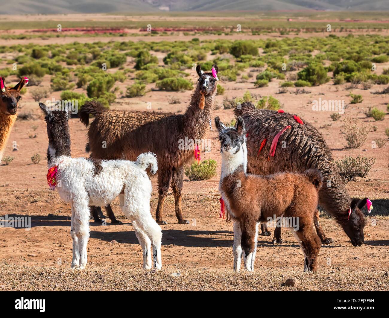 Herd of Llamas. Autumn desert landscape in the Bolivian Altiplano. Andes, South America Stock Photo