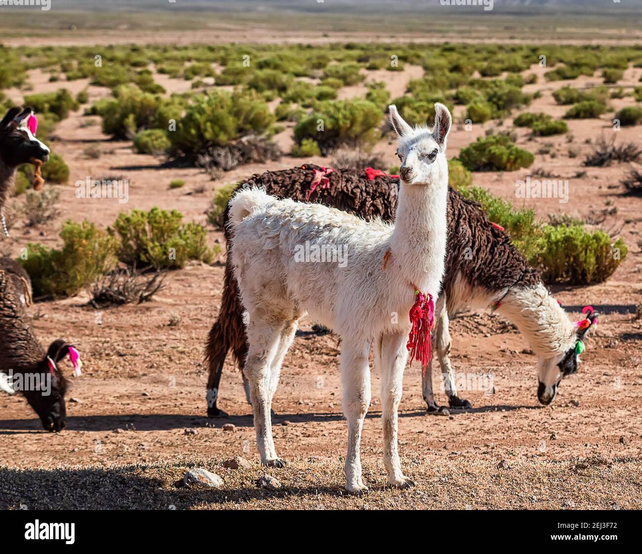 Herd of Lamas. Autumn desert landscape in the Bolivian Altiplano. Andes, South America Stock Photo