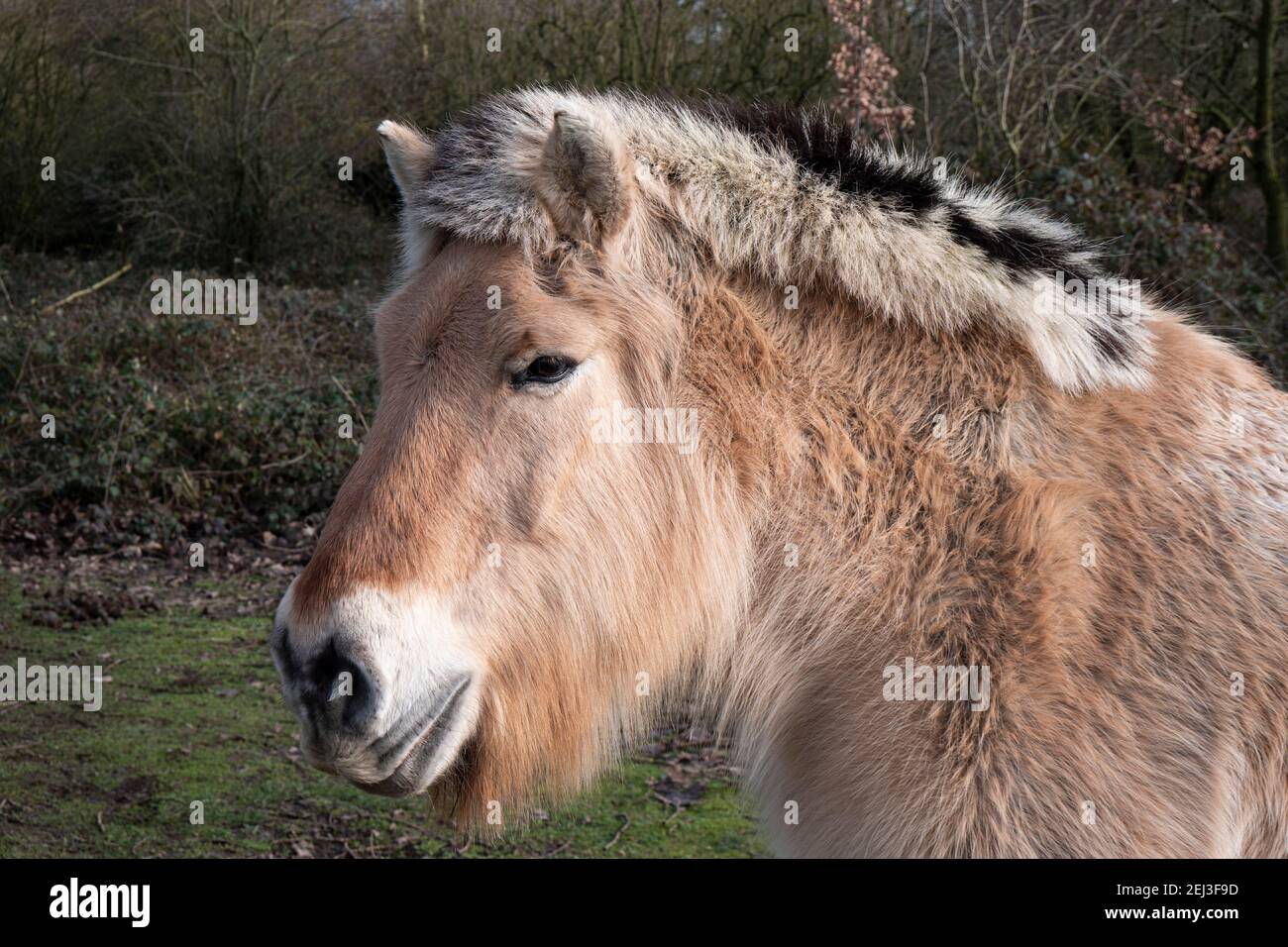 Close up portrait photo of a Nordic Fjord horse Stock Photo