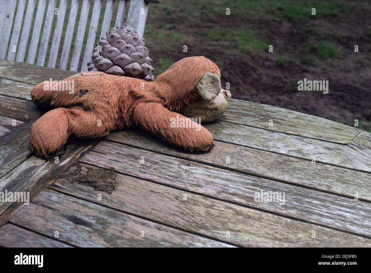 Old weathered and wet plush toy lies on a table next to a pine cone Stock Photo