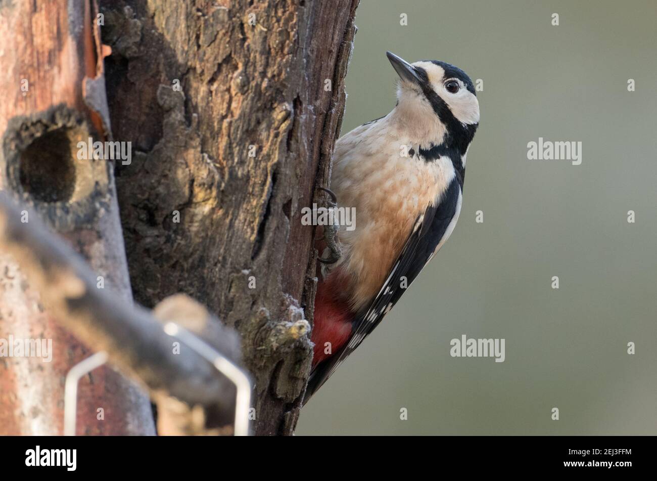 Great Spotted Woodpecker, High Batts, near Ripon Stock Photo