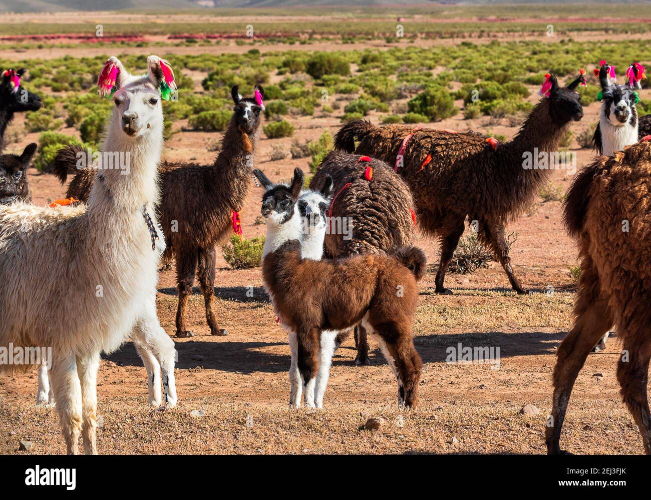 Close up funny llamas relaxing in the green valley. Altiplano, Bolivia, South America Stock Photo