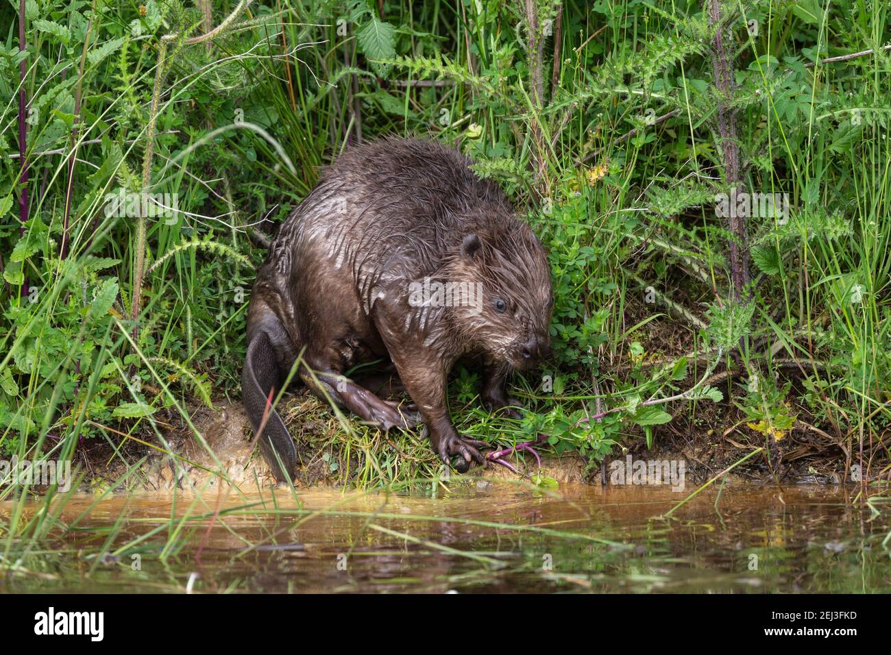 European beaver (Castor fiber), captive, UK Stock Photo