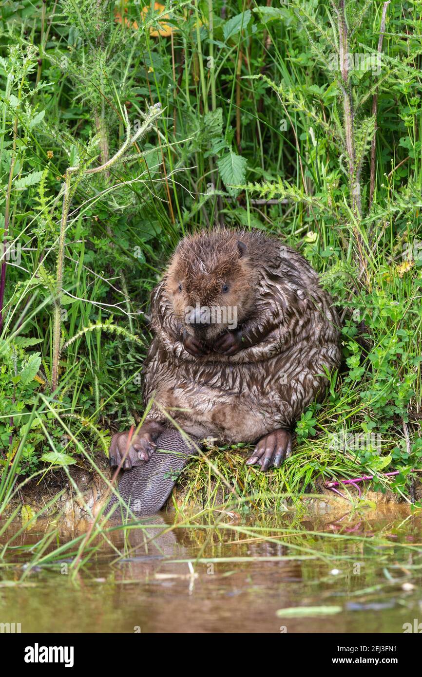 European beaver (Castor fiber), captive, UK Stock Photo