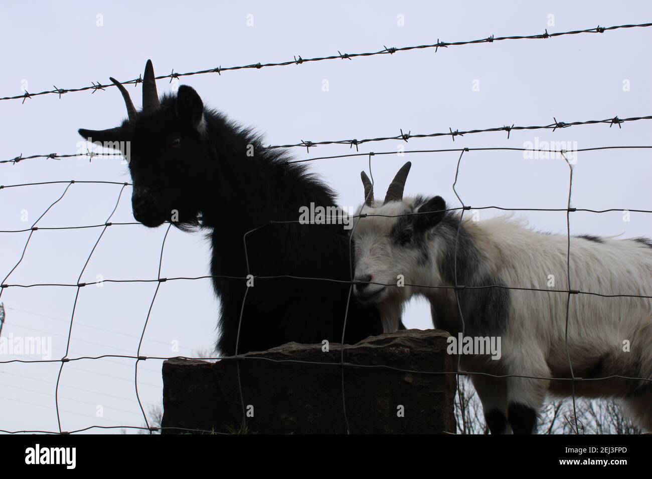 Two goats one poking its heads over the wire mesh fencing Stock Photo
