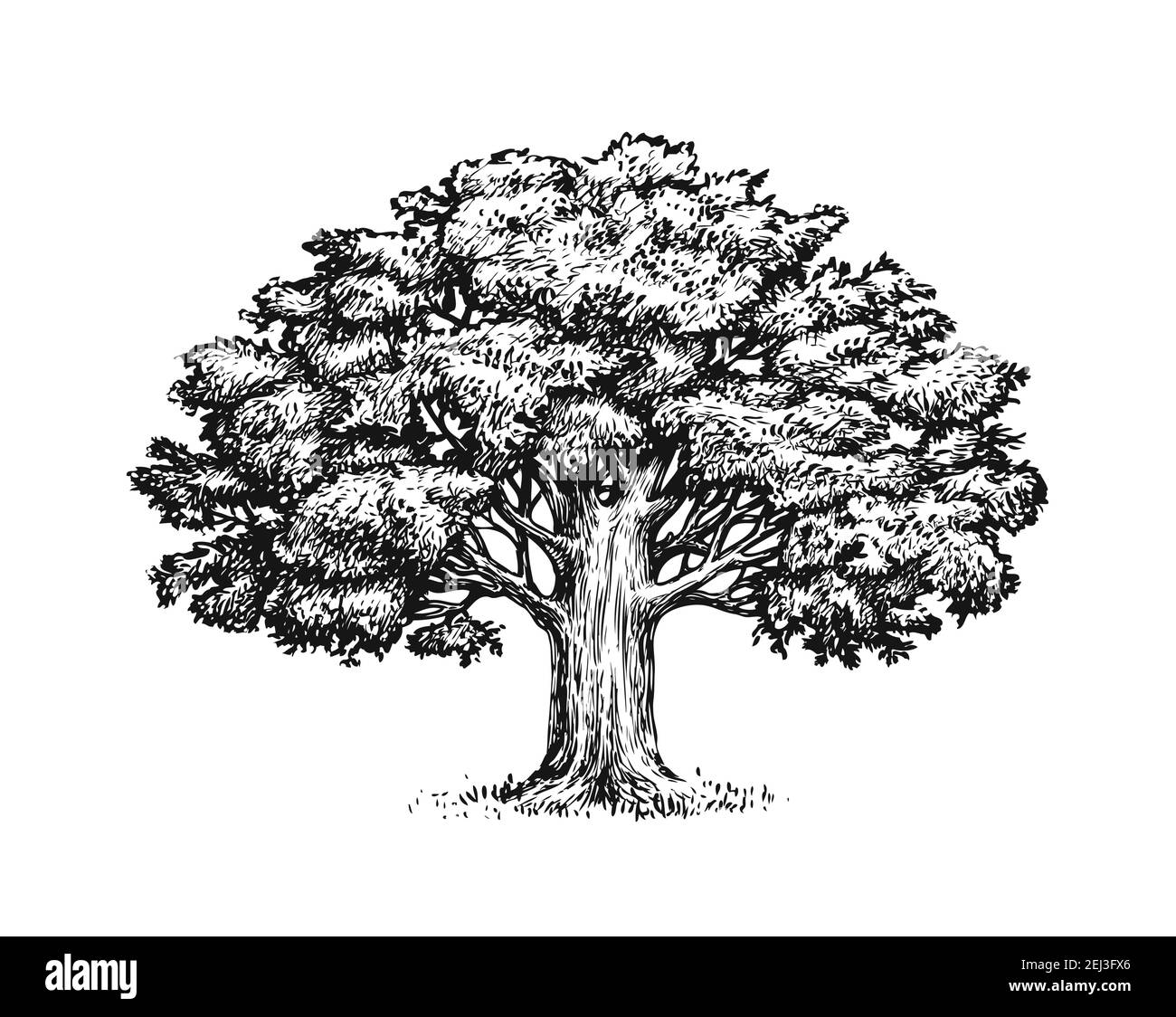 Oak tree with leaves isolated on white background. Vintage sketch vector illustration Stock Vector