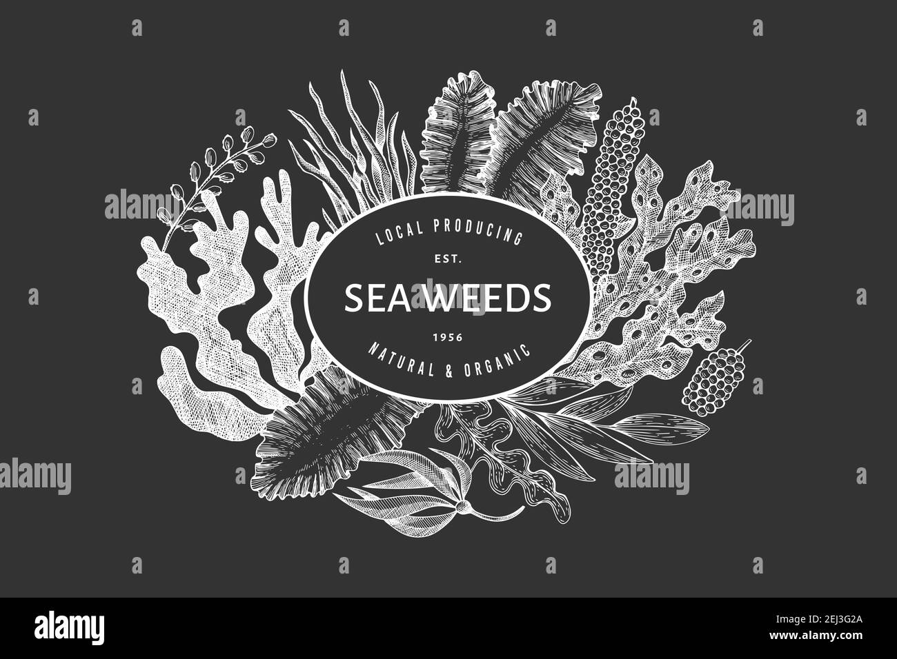 Seaweed design template. Hand drawn vector seaweeds illustration on chalk board. Retro style sea food banner. Vintage sea plants background Stock Vector
