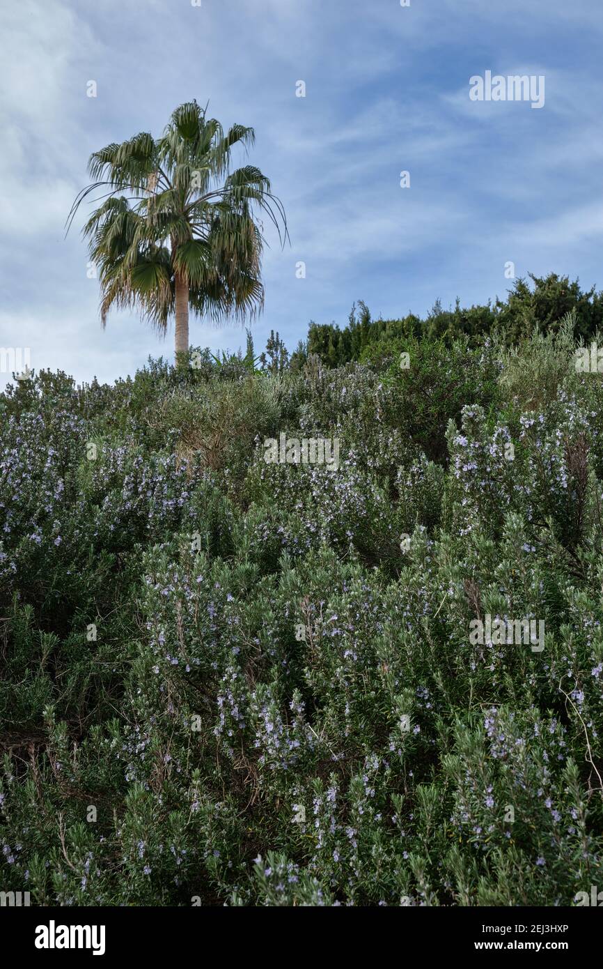 Rosmarin, Rosmarinus officinalis, Rosemary with a washingtonia robusta palm tree in the background.Malaga, Spain. Stock Photo