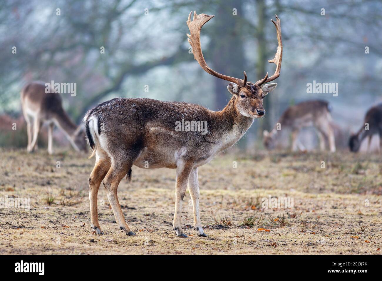 Fallow deer buck (Dama dama), Dunham Massey deer park, Altrincham, Cheshire, UK Stock Photo