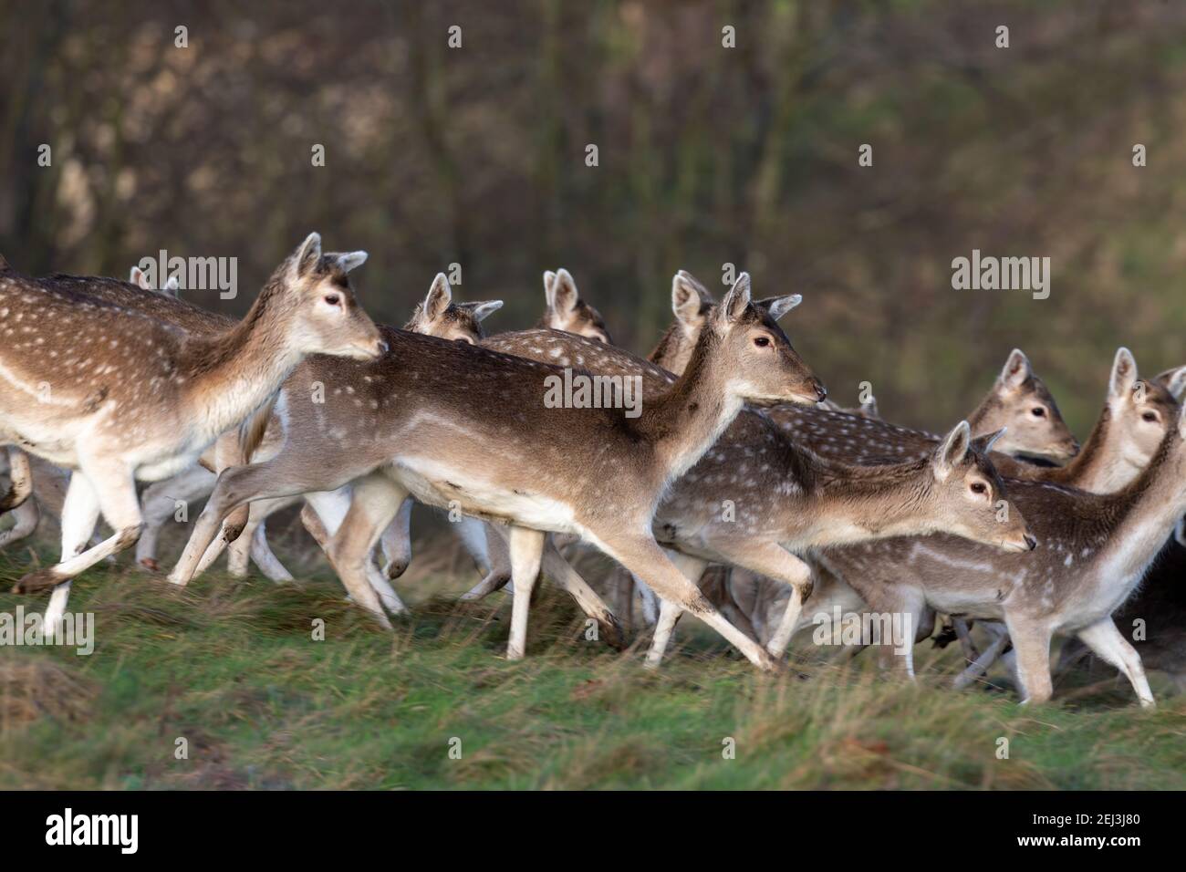 Fallow deer (Dama dama), Studley Royal deer park, North Yorkshire, UK Stock Photo