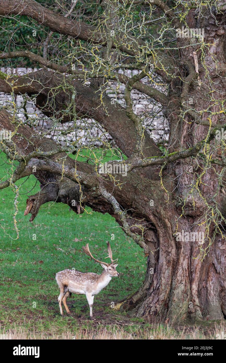 Fallow deer buck (Dama dama), Dallam, Cumbria, UK Stock Photo