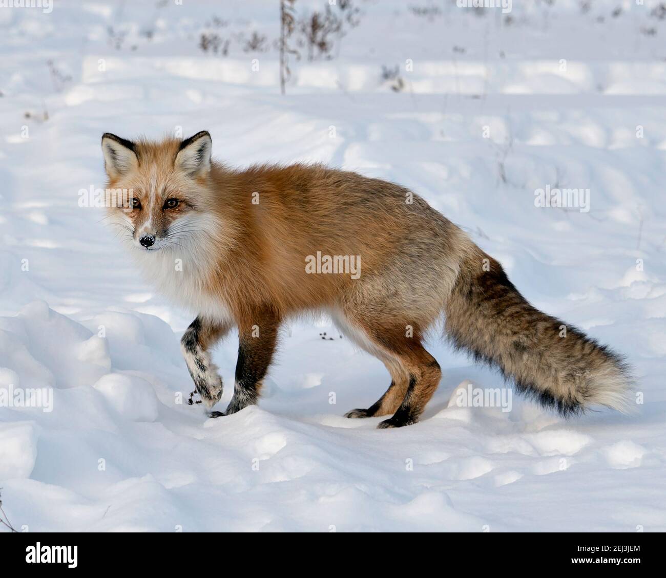 Red fox close-up looking at camera in the winter season in its environment and habitat with blur snow background displaying bushy fox tail, white mark Stock Photo