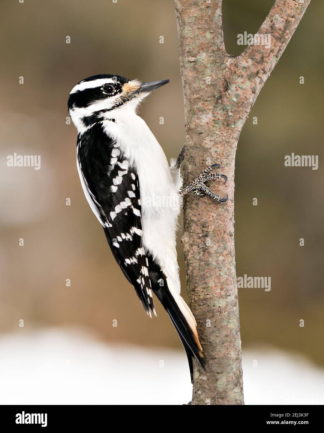 Woodpecker closeup profile climbing tree branch and displaying feather